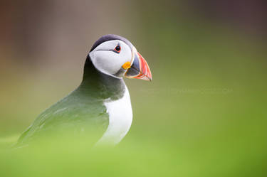 Puffin