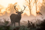 Red Deer Stag by StephiPhotography