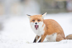 Snow Fox