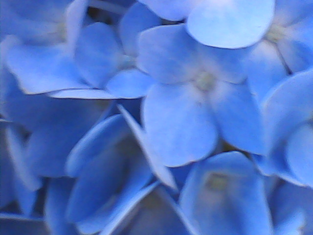 Blue flower