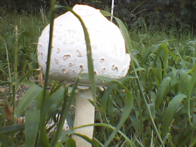 Mushroom