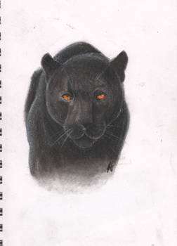 Black Panther (Charcoal)