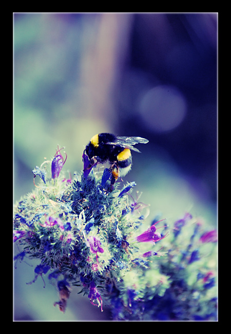 The greedy  bumblebee