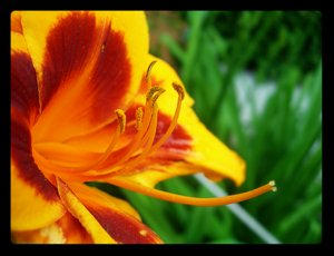 Another Lily by tigerlily8 by flower-club on DeviantArt