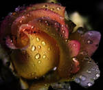 Playboy Rose Water Drops by flower-club