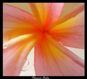 Plumeria Rubra by black-veil