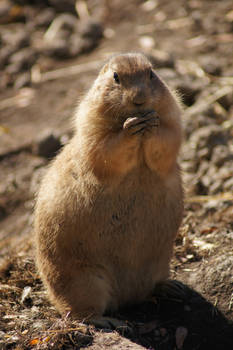 Prairie Dog's Day Out
