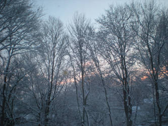 Trees Praying To The Sky