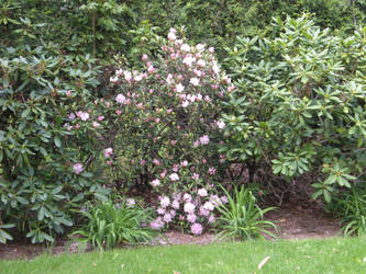 Budding Rhododendron