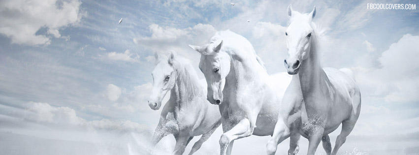 White-horse-facebook-covers by fbcoolcovers on DeviantArt