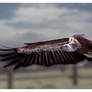 flying vulture