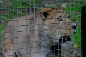 Port Lymne Oct 2015 - Lion Feed Me