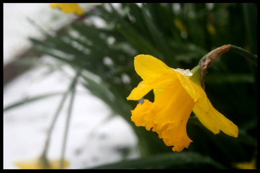 daffodils of spring, 03-03-08.