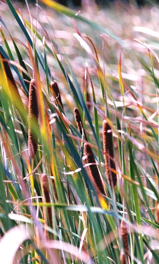 Cattails by Captainelciesmith on DeviantArt