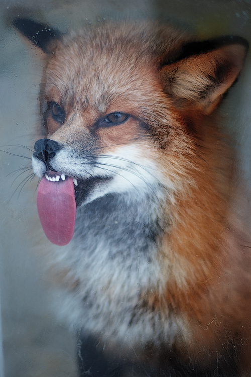 Licking Fox