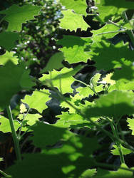 Sunlight thru the Leaves