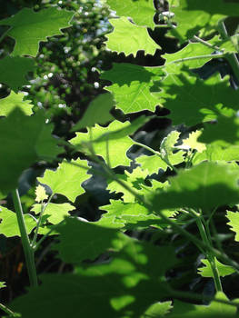 Sunlight thru the Leaves