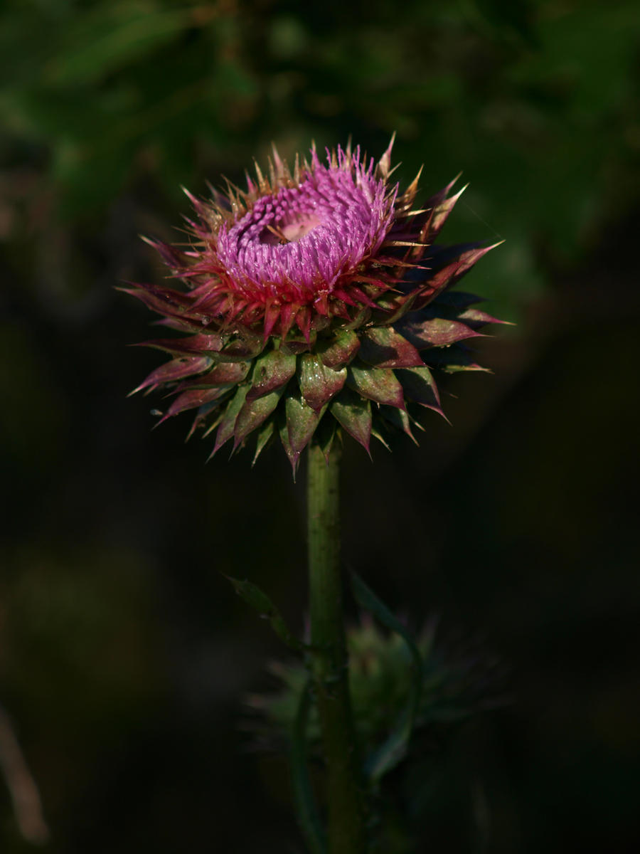 Purple Thistle Flower 3