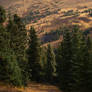 mountain pine trees