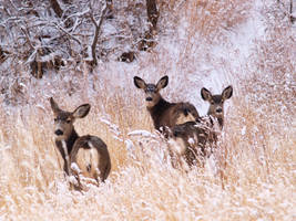 deer in snow 2