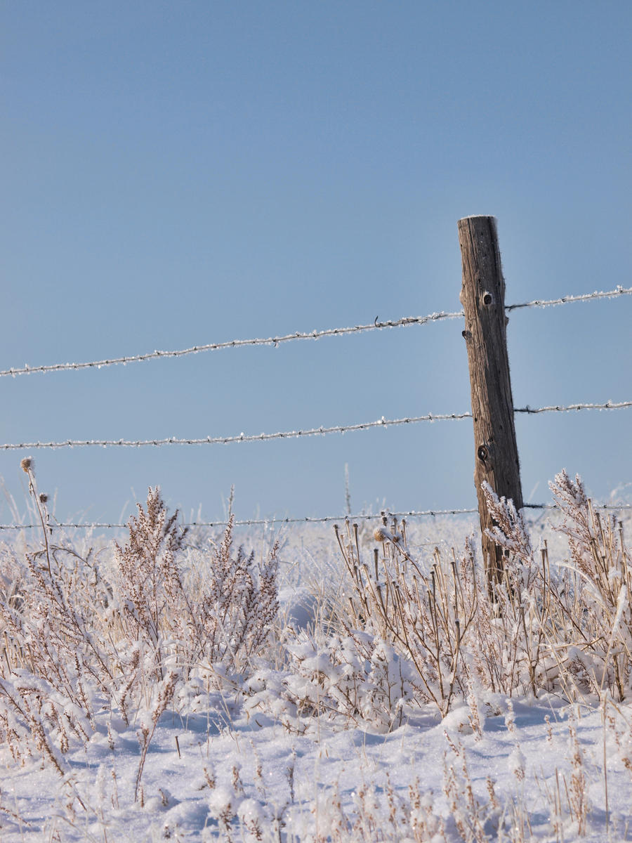 snowy fence 5