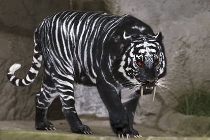 black tiger