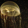 Xerin the Jellyfish