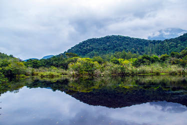 Tropical Mirror 1