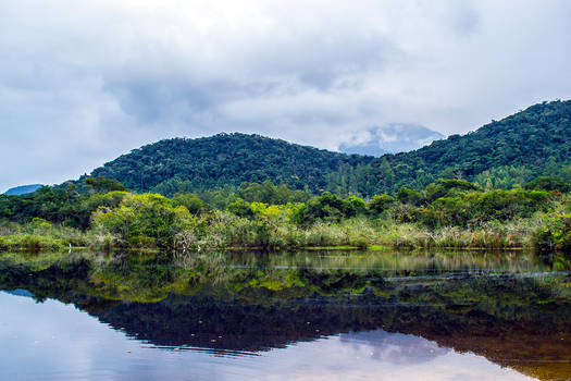 Tropical Mirror 2