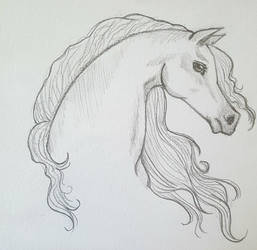 Arabian Horse