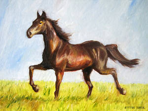 a stallion