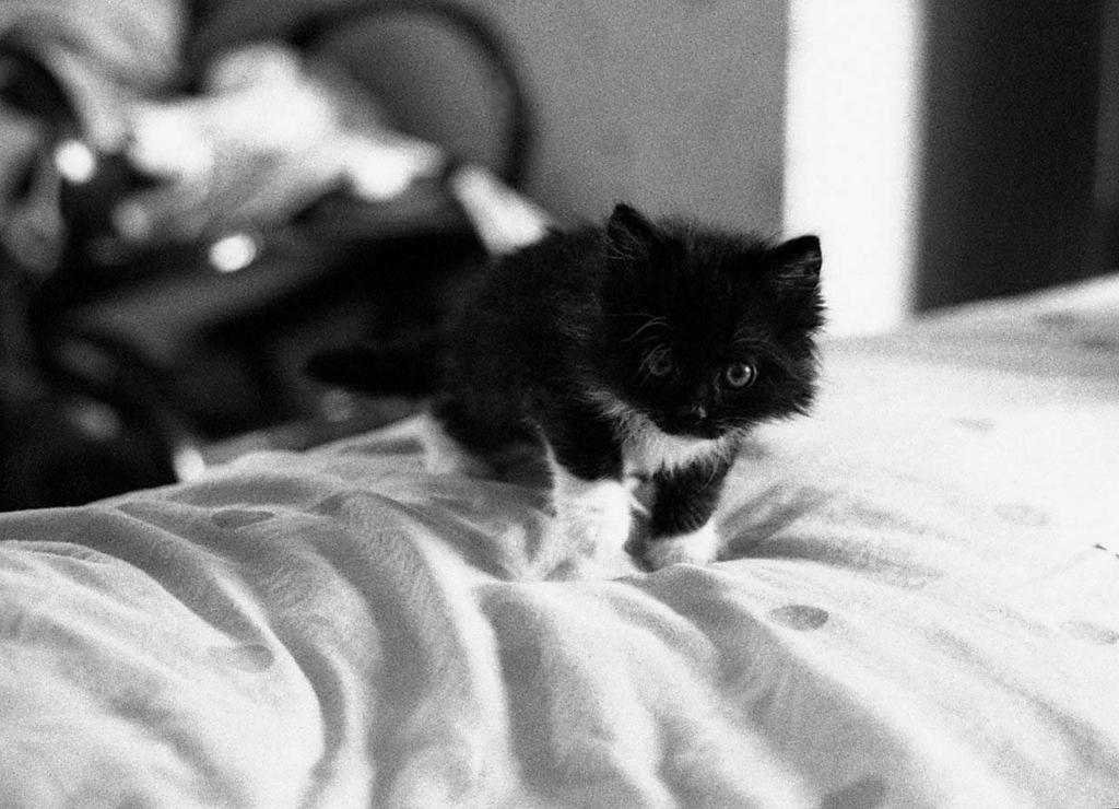 Little Cat Walking On The Bed By Stygmo On DeviantArt little-cat-walking-on-the-bed-by-stygmo-on-deviantart
