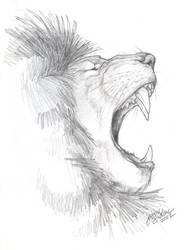 African Lion Sketch