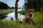 Foxes 1 by DarkDeltaPhoto