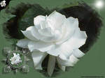 Gardenia by AbuhFadda