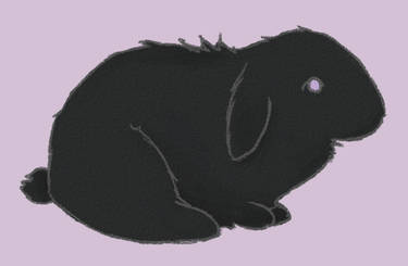 Bunny