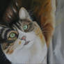 cat2