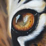 oeil du tigre