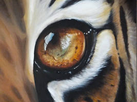 oeil du tigre