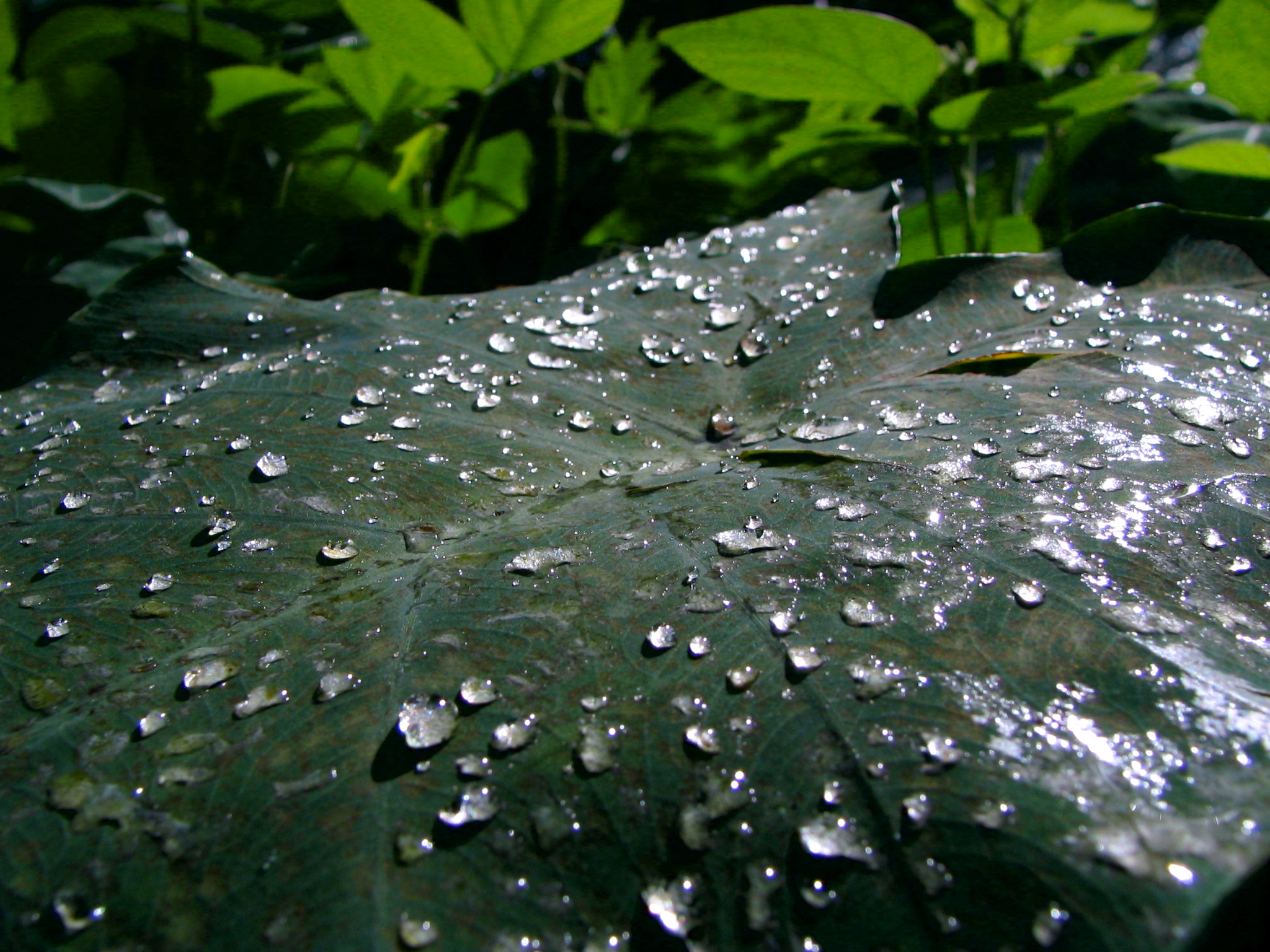 Droplets by siostra-rana