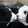 Kissing Cows