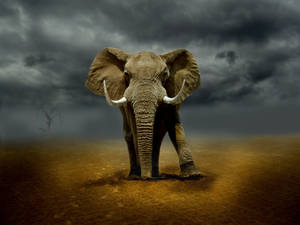 Bull Elephant by Dzimages