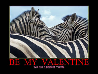 Matching Zebra by MichelLalonde