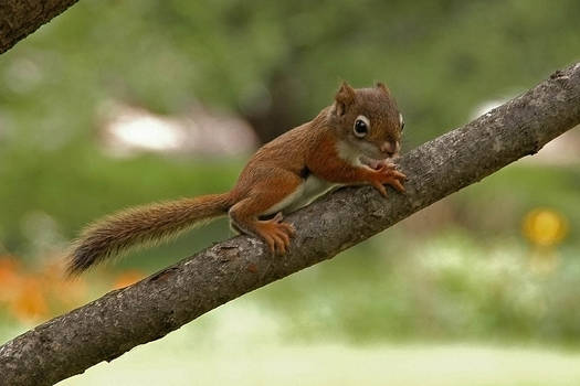 Baby Squirrel  7