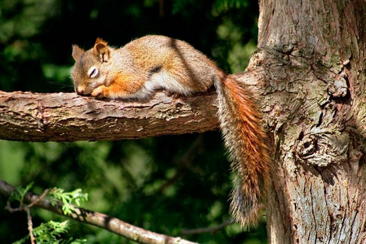 Squirrel napping