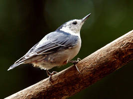 White Breasted Nuthatch