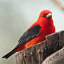 Scarlet Tanager 3