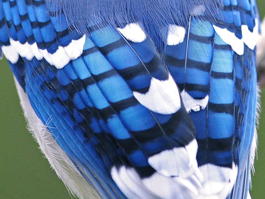 Blue Jay Up Close by MichelLalonde