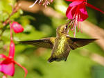 Colibri by MichelLalonde