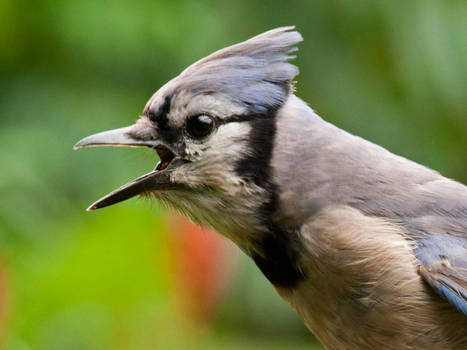 Blue Jay Vocalizing